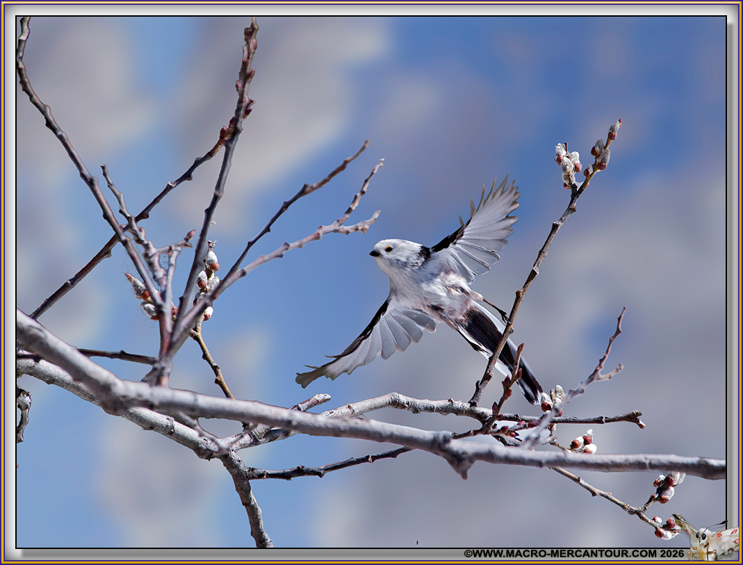 M&eacute;sange &agrave; longue queue